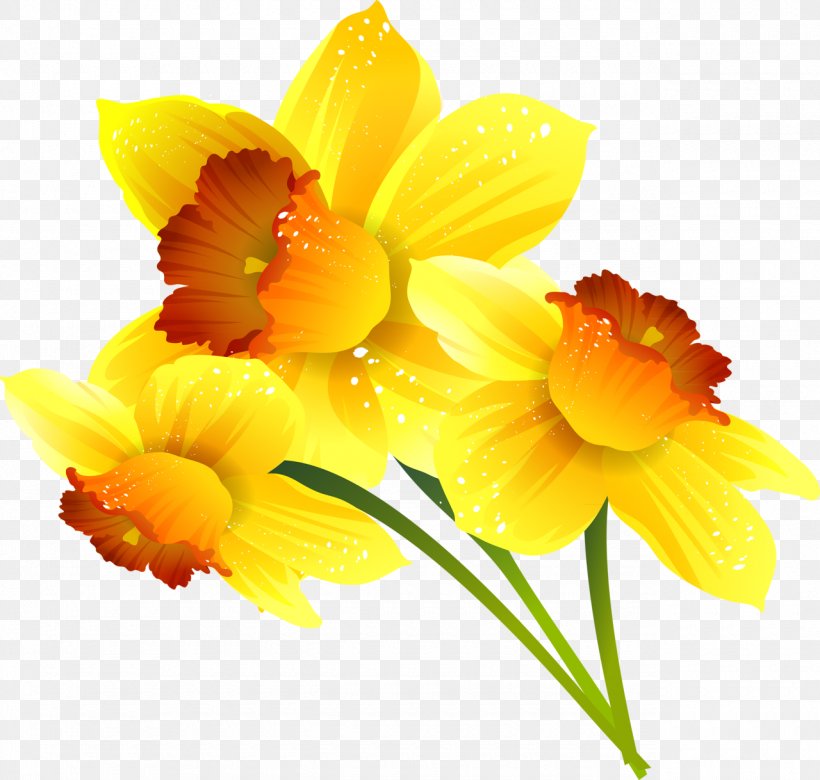 Daffodil Clip Art Vector Graphics Image, PNG, 1280x1219px, Daffodil, Amaryllis Family, Cattleya, Cut Flowers, Dendrobium Download Free