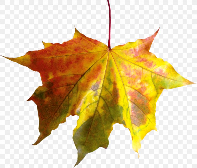 Leaf Image Autumn Clip Art, PNG, 902x768px, Leaf, Autumn, Autumn Leaf Color, Autumn Leaves, Illustrator Download Free