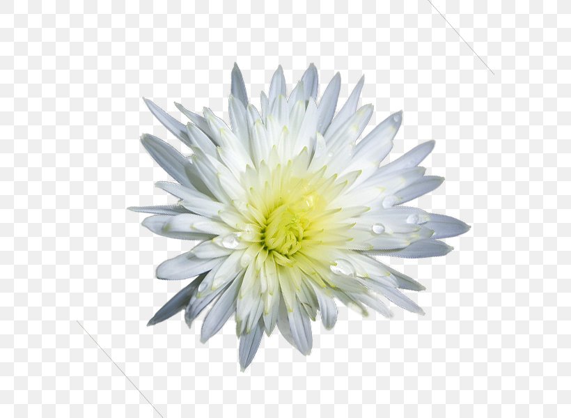 Chrysanthemum Transvaal Daisy, PNG, 600x600px, Chrysanthemum, Aster, Chrysanths, Daisy, Daisy Family Download Free