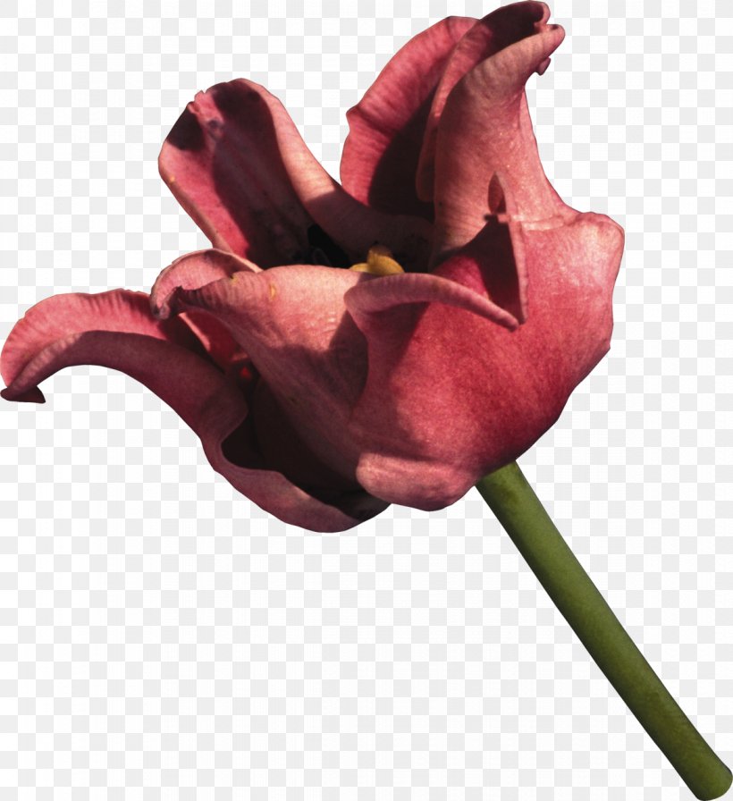 Cut Flowers Tulip Rose Clip Art, PNG, 1171x1280px, Flower, Bud, Cut Flowers, Flowering Plant, Garden Roses Download Free