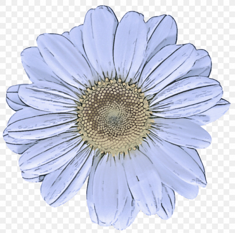 Daisy, PNG, 1024x1016px, Barberton Daisy, African Daisy, Aster, Asterales, Camomile Download Free