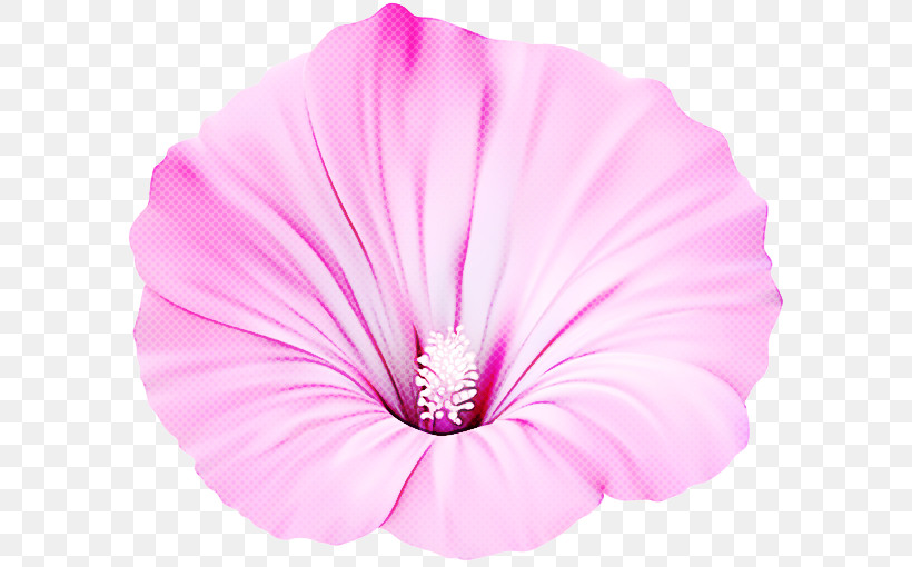 Pink Petal Flower Plant Tree Mallow, PNG, 600x510px, Pink, Flower, Herbaceous Plant, Morning Glory, Petal Download Free