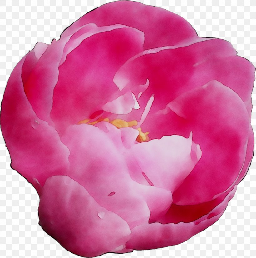 Cabbage Rose Garden Roses Peony Herbaceous Plant Pink M, PNG, 1062x1071px, Cabbage Rose, Camellia, Chinese Peony, Common Peony, Cut Flowers Download Free