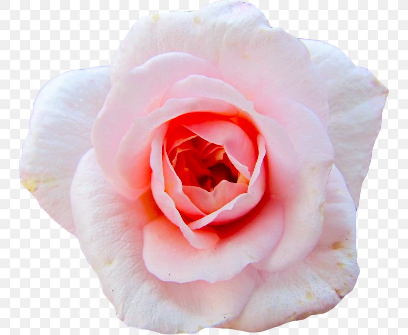 Cut Flowers Garden Roses Centifolia Roses Petal, PNG, 746x674px, Flower, Bobby Pin, Camellia, Centifolia Roses, China Rose Download Free