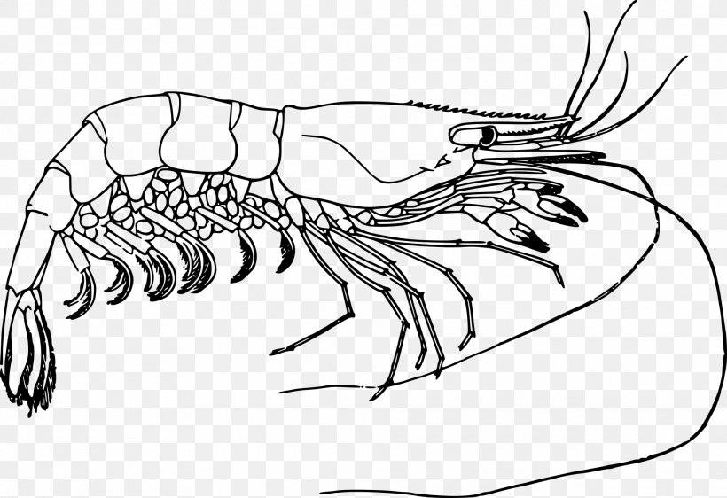Drawing Prawn Clip Art, PNG, 1920x1316px, Drawing, Art, Artwork, Black And White, Decapoda Download Free