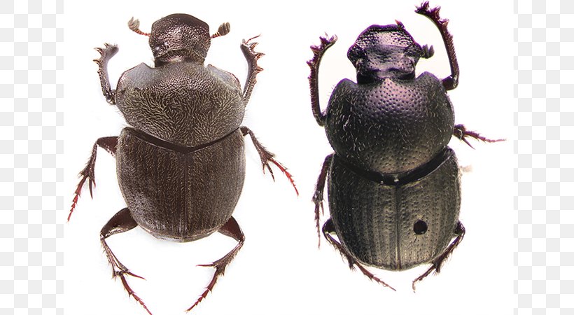 Dung Beetle Weevil Scarab Pest, PNG, 800x450px, Dung Beetle, Animal, Arthropod, Beetle, Insect Download Free