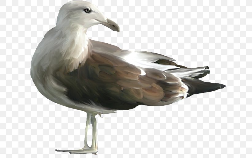 European Herring Gull Clip Art, PNG, 650x514px, European Herring Gull, Beak, Bird, Charadriiformes, Fauna Download Free