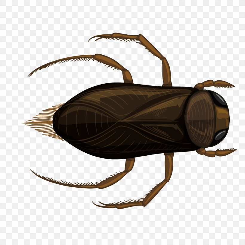 Insect Illustration, PNG, 1500x1500px, Insect, Arthropod, Cricket, Drawing, Invertebrate Download Free