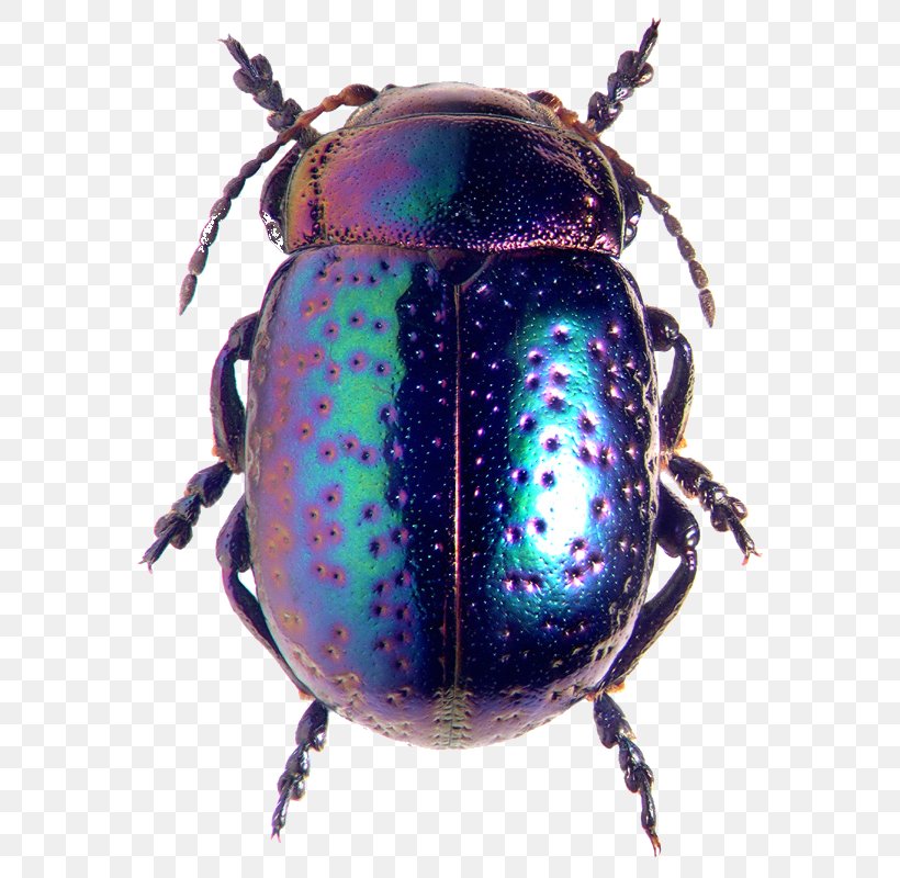 Leaf Beetles Chrysolina Fastuosa Clip Art Darkling Beetle, PNG, 591x800px, Leaf Beetles, Arthropod, Beetle, Chrysolina Fastuosa, Darkling Beetle Download Free