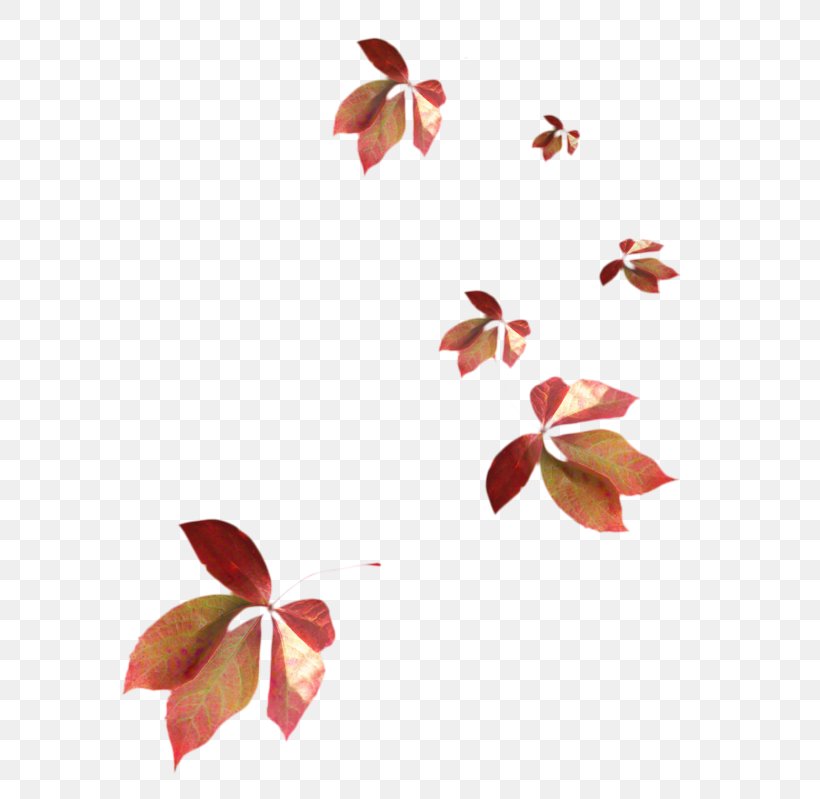 Leaf Branch, PNG, 631x799px, Petal, Branch, Branching, Flower, Leaf Download Free