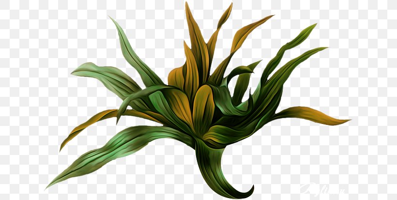 Choix Des Plus Belles Fleurs Botanical Illustration Botany Picturing Plants, PNG, 640x413px, Choix Des Plus Belles Fleurs, Art, Botanical Illustration, Botany, Cut Flowers Download Free