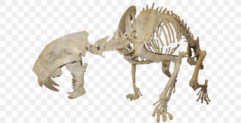 Oligocene Pogonodon Nimravidae Maxilla & Mandible Ltd, PNG, 622x421px, Oligocene, Animal Figure, Bone, Carnivora, Dinosaur Download Free