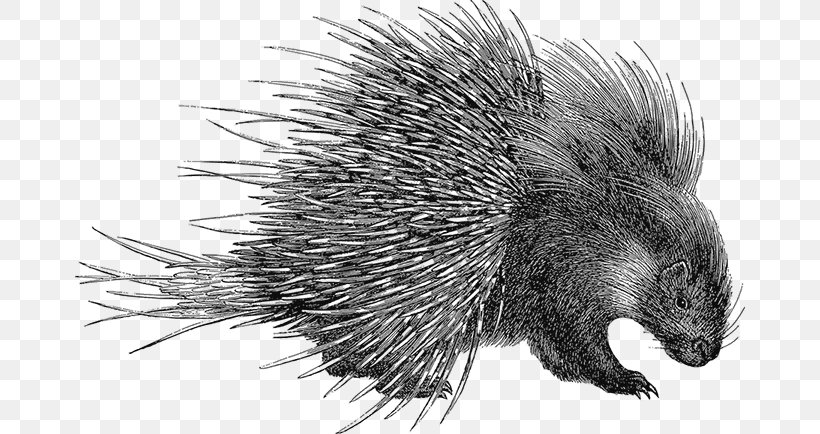 Porcupine Domesticated Hedgehog Beaver, PNG, 670x434px, Porcupine, Beaver, Black And White, Crested Porcupine, Domesticated Hedgehog Download Free