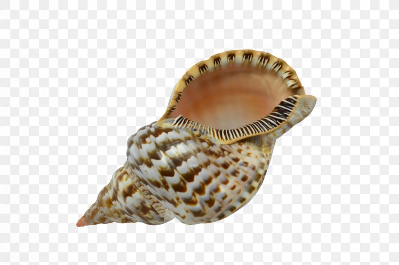 Seashell Cockle Lobatus Gigas Conchology Charonia, PNG, 1650x1100px, Seashell, Charonia, Chicoreus Ramosus, Clams Oysters Mussels And Scallops, Cockle Download Free