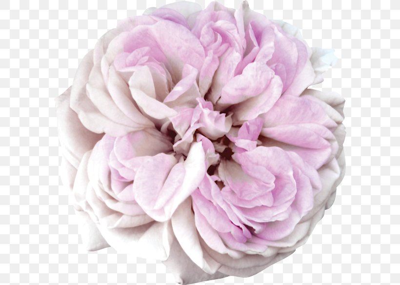 Cabbage Rose Garden Roses Cut Flowers Flower Bouquet, PNG, 600x584px, Cabbage Rose, Chinese Peony, Common Peony, Cut Flowers, Flower Download Free