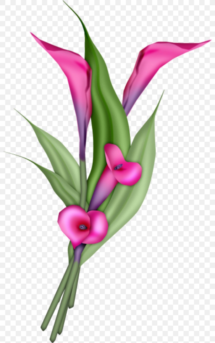 Flower Pink Plant Petal Cut Flowers, PNG, 800x1306px, Flower, Cut Flowers, Magenta, Pedicel, Petal Download Free