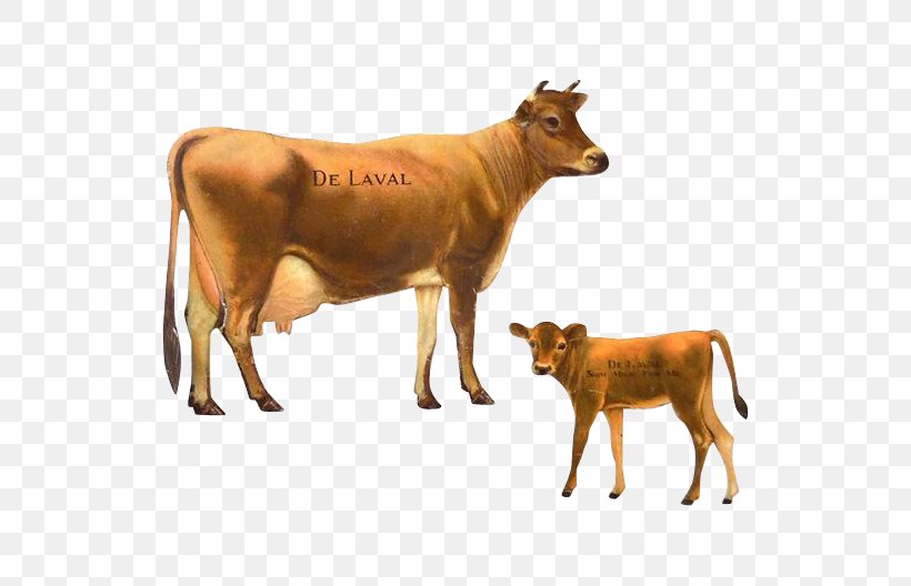 Jersey Cattle Calf Delaval Dairy Cattle Png 528x528px Jersey