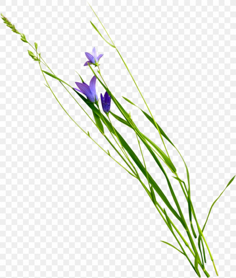 Violet Flower Plant Photography Clip Art, PNG, 918x1080px, Violet, Color, Cut Flowers, Drawing, English Lavender Download Free