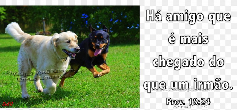 Dog Breed Zabaykalsky Krai Message Verset, PNG, 1600x748px, Dog Breed, Advertising, Animal, Carnivoran, Dog Download Free