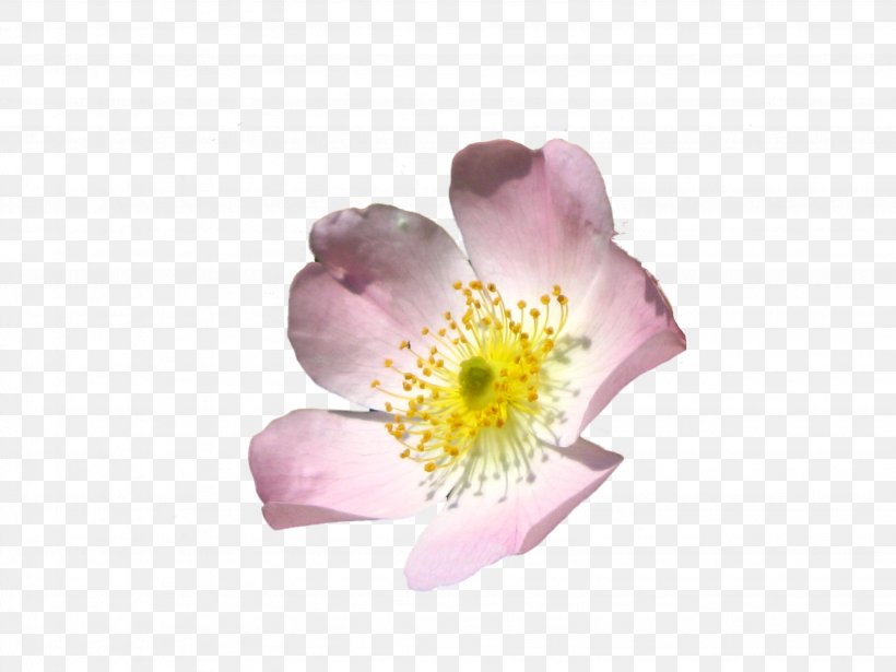 Flower Download Clip Art, PNG, 3072x2304px, Flower, Blossom, Deviantart, Flowering Plant, Herbaceous Plant Download Free