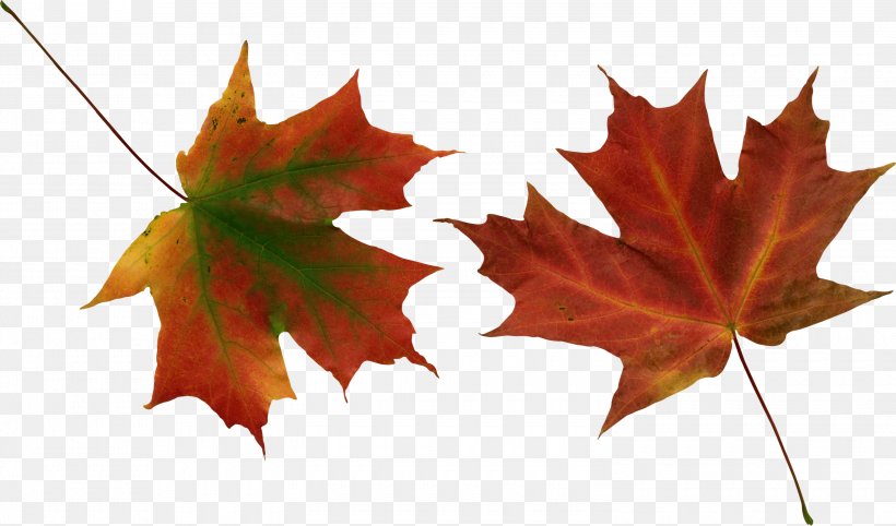 Autumn Leaf Color Clip Art, PNG, 3000x1765px, Autumn Leaf Color, Autumn, Green, Leaf, Maple Leaf Download Free