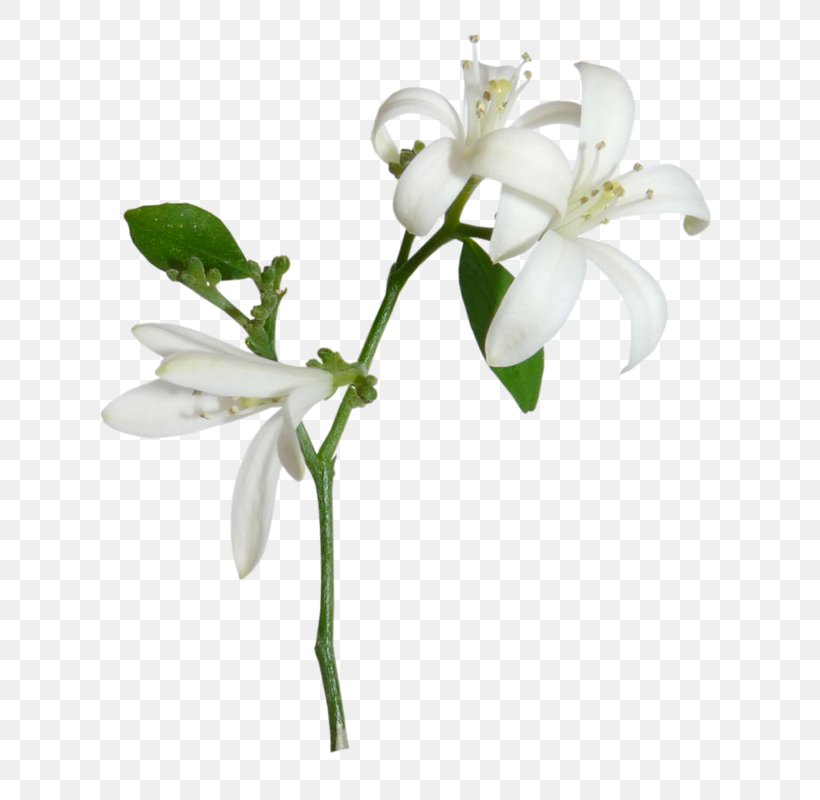 Light Lilium Candidum White Flower, PNG, 681x800px, Light, Blossom, Branch, Cut Flowers, Flora Download Free