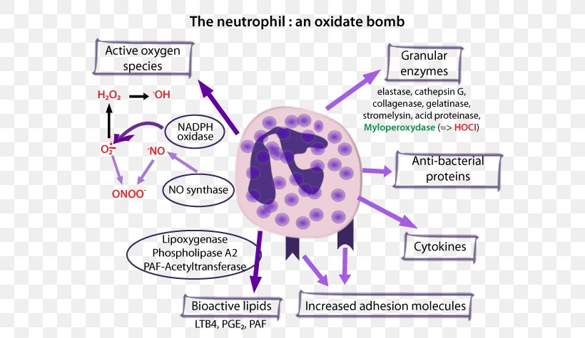 The Neutrophil Myeloperoxidase Oxidizing Agent, PNG, 600x475px, Watercolor, Cartoon, Flower, Frame, Heart Download Free