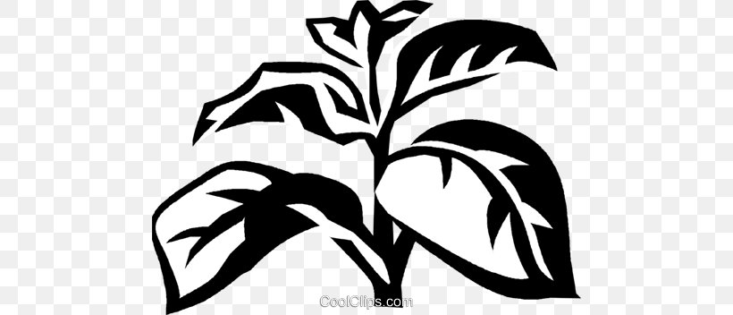 Basil Herb Medicinal Plants Clip Art, PNG, 480x352px, Basil, Art, Artwork, Black And White, Branch Download Free