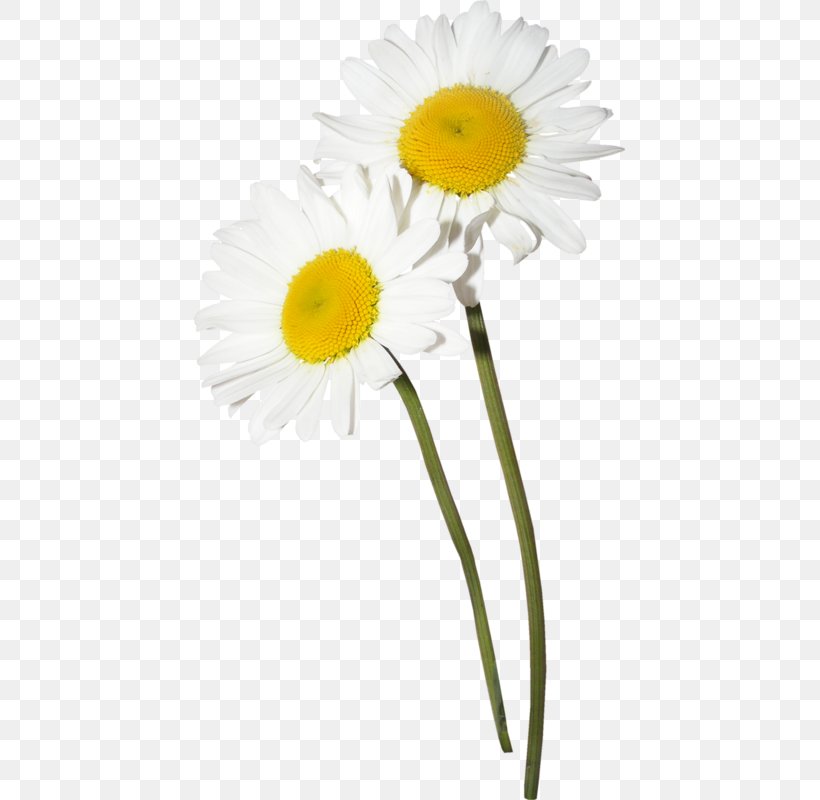 Common Daisy German Chamomile Flower Clip Art, PNG, 431x800px, Common Daisy, Black And White, Cut Flowers, Daisy, Daisy Family Download Free