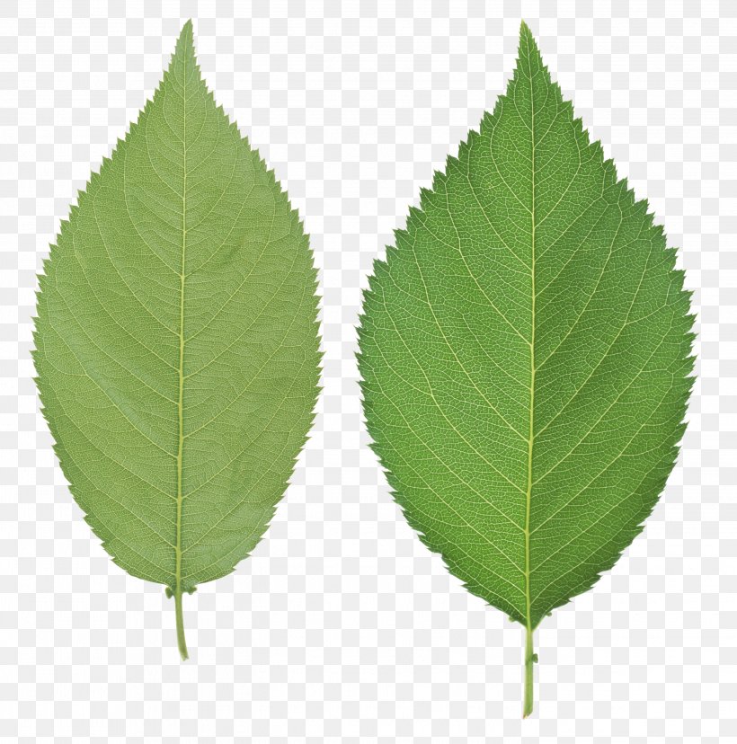 Leaf, PNG, 2842x2872px, Leaf, Book, Display Resolution, Image File Formats, Plant Download Free