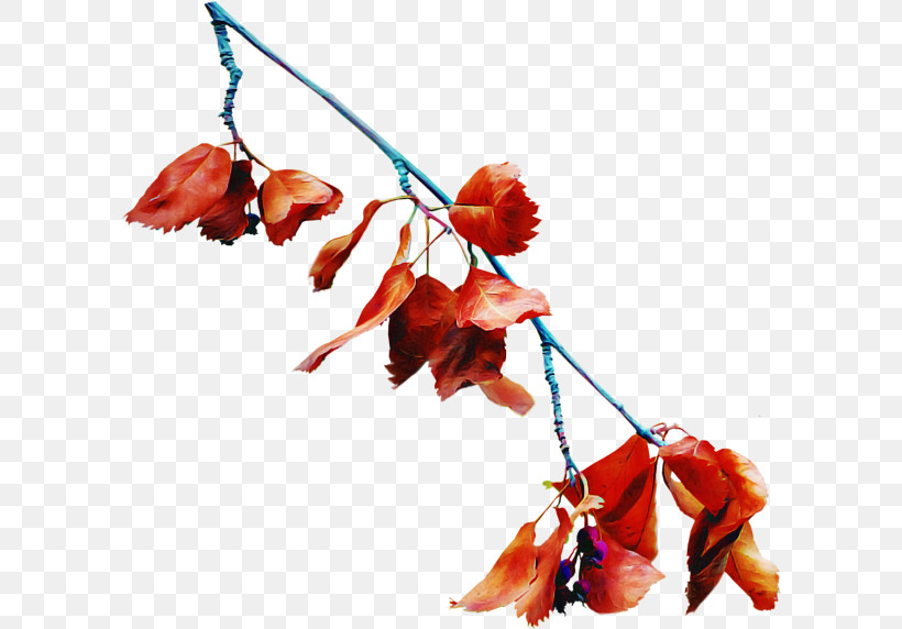Leaf Twig Flower Plant Branch, PNG, 600x572px, Leaf, Black Maple, Branch, Flower, Plant Download Free