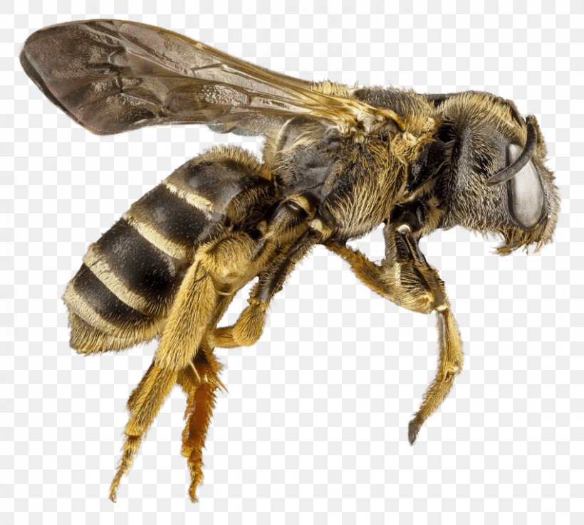 Western Honey Bee Insect Hornet, PNG, 850x766px, Bee, Africanized Bee, Arthropod, Bee Removal, Beehive Download Free