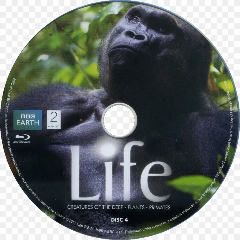 BBC Earth Gorilla DVD Retail, PNG, 1207x1207px, Bbc Earth, Bbc, Dvd, Gorilla, Great Ape Download Free