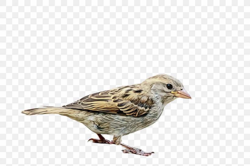 Bird House Sparrow Beak Sparrow Song Sparrow, PNG, 2448x1632px, Watercolor, Beak, Bird, Finch, House Sparrow Download Free
