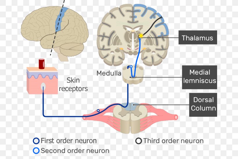 Brain Sensory Neuron Sensory Nervous System Sensory Receptor Neural Pathway, PNG, 676x550px, Watercolor, Cartoon, Flower, Frame, Heart Download Free