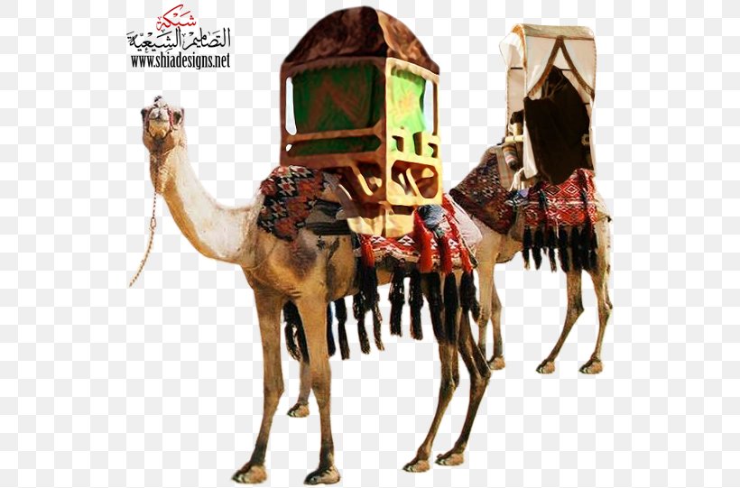 Dromedary Bactrian Camel Xerocole Desert, PNG, 552x541px, Dromedary, Arabian Camel, Bactrian Camel, Camel, Camel Like Mammal Download Free
