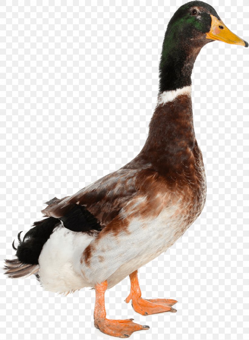 Duck Mallard Goose, PNG, 1070x1463px, Duck, Beak, Bird, Display Resolution, Ducks Geese And Swans Download Free