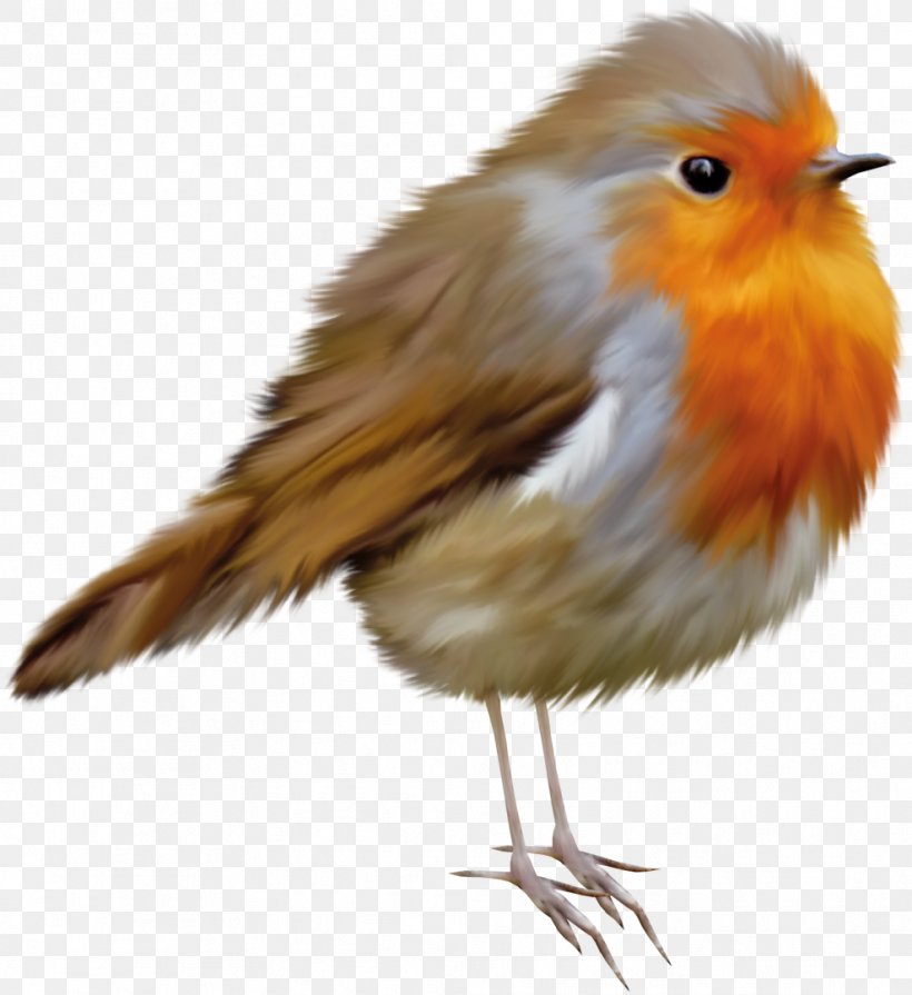 European Robin Bird American Robin Clip Art, PNG, 989x1080px, European Robin, American Robin, Beak, Bird, Bird Nest Download Free