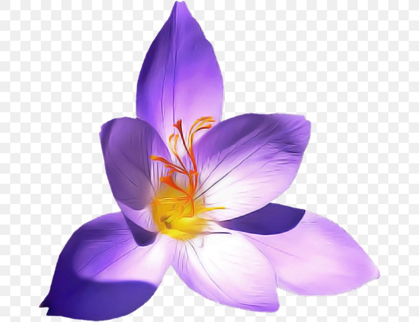 Flowering Plant Petal Flower Violet Purple, PNG, 672x631px, Flowering Plant, Cretan Crocus, Crocus, Flower, Petal Download Free