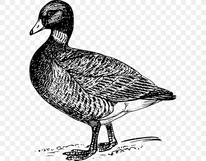 Goose Bird Duck Cygnini Drawing, PNG, 585x640px, Goose, Anseriformes, Beak, Bird, Bird Flight Download Free
