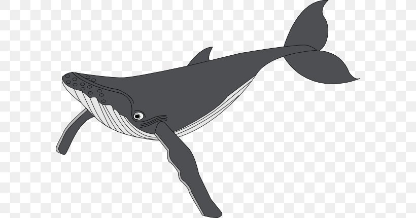 Humpback Whale Clip Art, PNG, 600x430px, Humpback Whale, Black, Black And White, Blog, Blue Whale Download Free