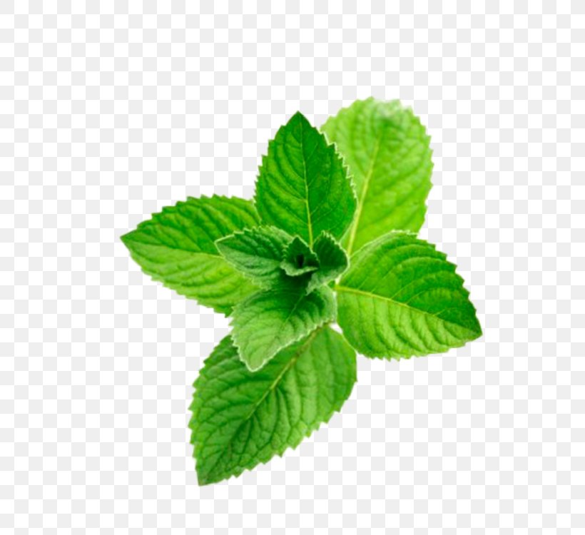 Peppermint Distillation Menthol Oil Flavor, PNG, 750x750px, Peppermint, Aroma Compound, Distillation, Essential Oil, Flavor Download Free