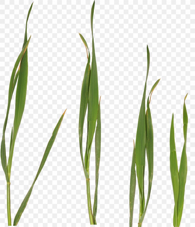 Clip Art Sweet Grass JPEG, PNG, 3310x3865px, Sweet Grass, Bunt, Commodity, Display Resolution, Grass Download Free