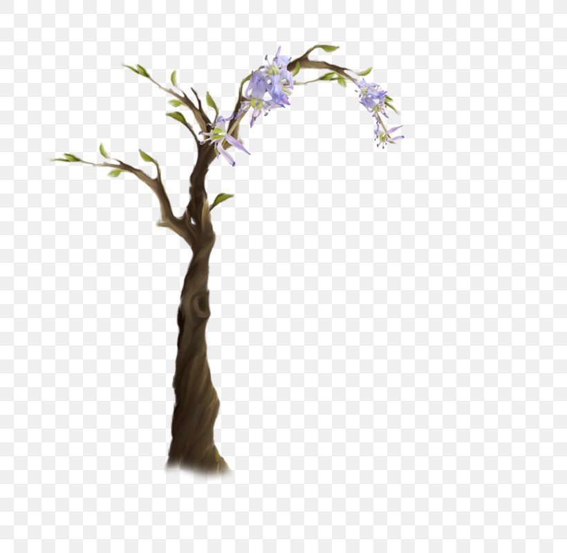 Tree Shrub Clip Art, PNG, 800x800px, 22 March, 2017, Tree, Branch, Digital Image Download Free