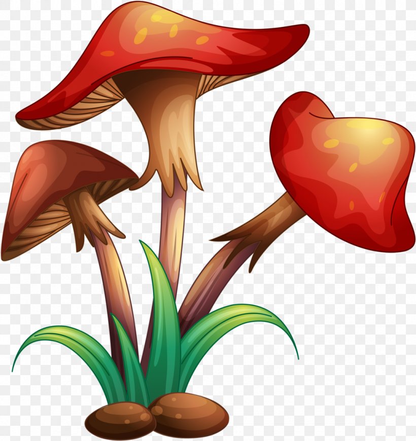 White Lily Flower, PNG, 1081x1148px, Mushroom, Anthurium, Arum, Common Mushroom, Edible Mushroom Download Free