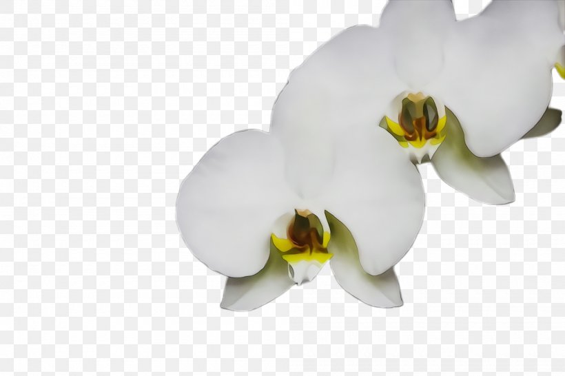 White Moth Orchid Flower Petal Plant, PNG, 2000x1332px, Watercolor, Flower, Flowering Plant, Moth Orchid, Orchid Download Free