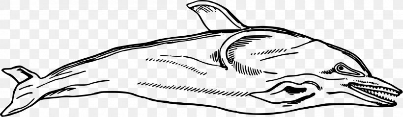 Dolphin Line Art Clip Art, PNG, 2400x702px, Dolphin, Auto Part, Black And White, Carnivoran, Chinese White Dolphin Download Free