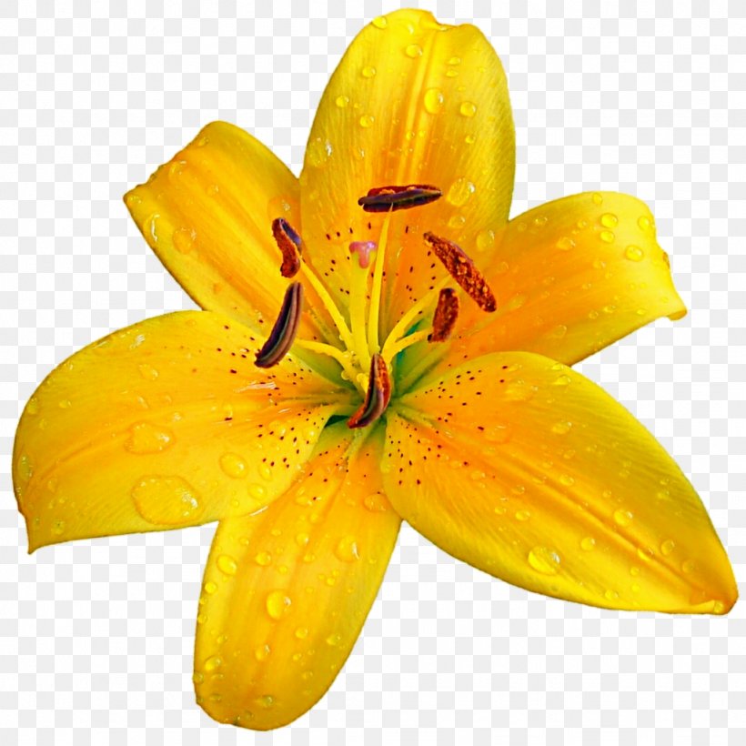 Lilium Bulbiferum Easter Lily Flower Clip Art, PNG, 1024x1024px, Lilium Bulbiferum, Daylily, Easter Lily, Flower, Flowering Plant Download Free