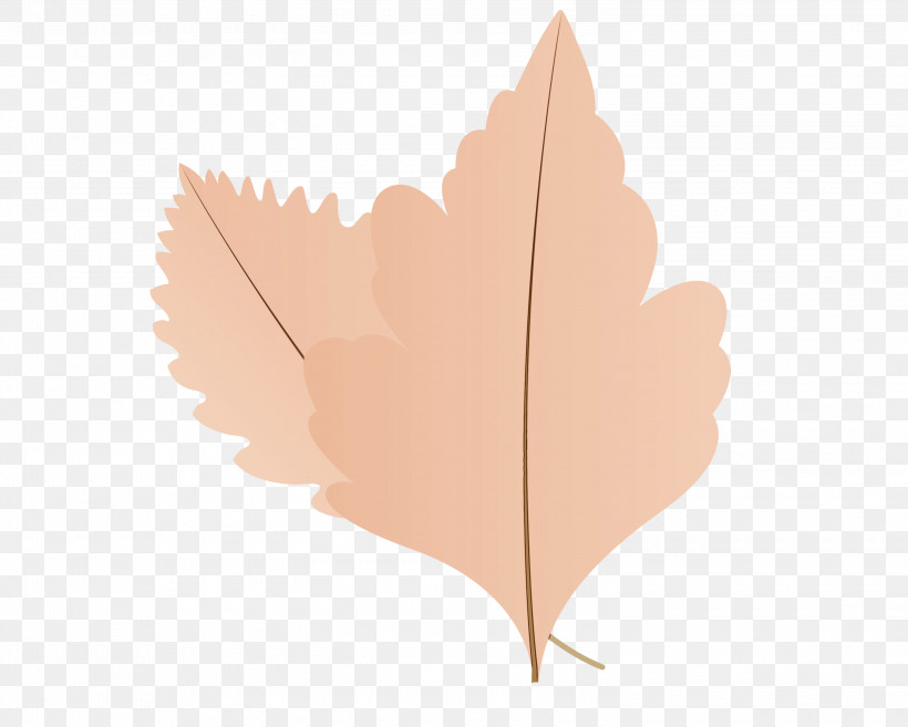 Maple Leaf, PNG, 3000x2407px, Autumn Leaf, Biology, Cartoon Leaf, Fall Leaf, Leaf Download Free