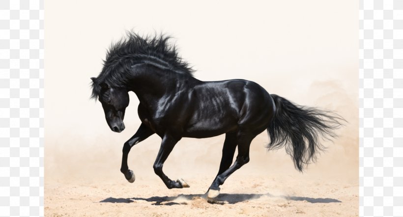 Andalusian Horse Arabian Horse Canter And Gallop Stallion, PNG, 1228x662px, Andalusian Horse, Arabian Horse, Black, Bridle, Canter And Gallop Download Free